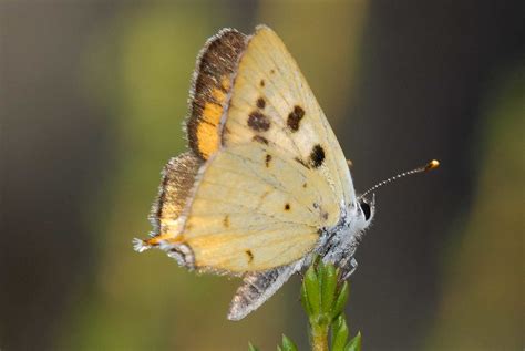 lycaena hermes copper